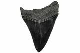 Serrated, Fossil Megalodon Tooth - South Carolina #300203-1